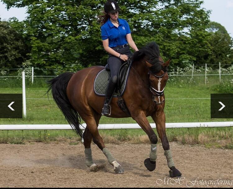 Dansk Varmblod Westergaardens Lucky Star billede 10
