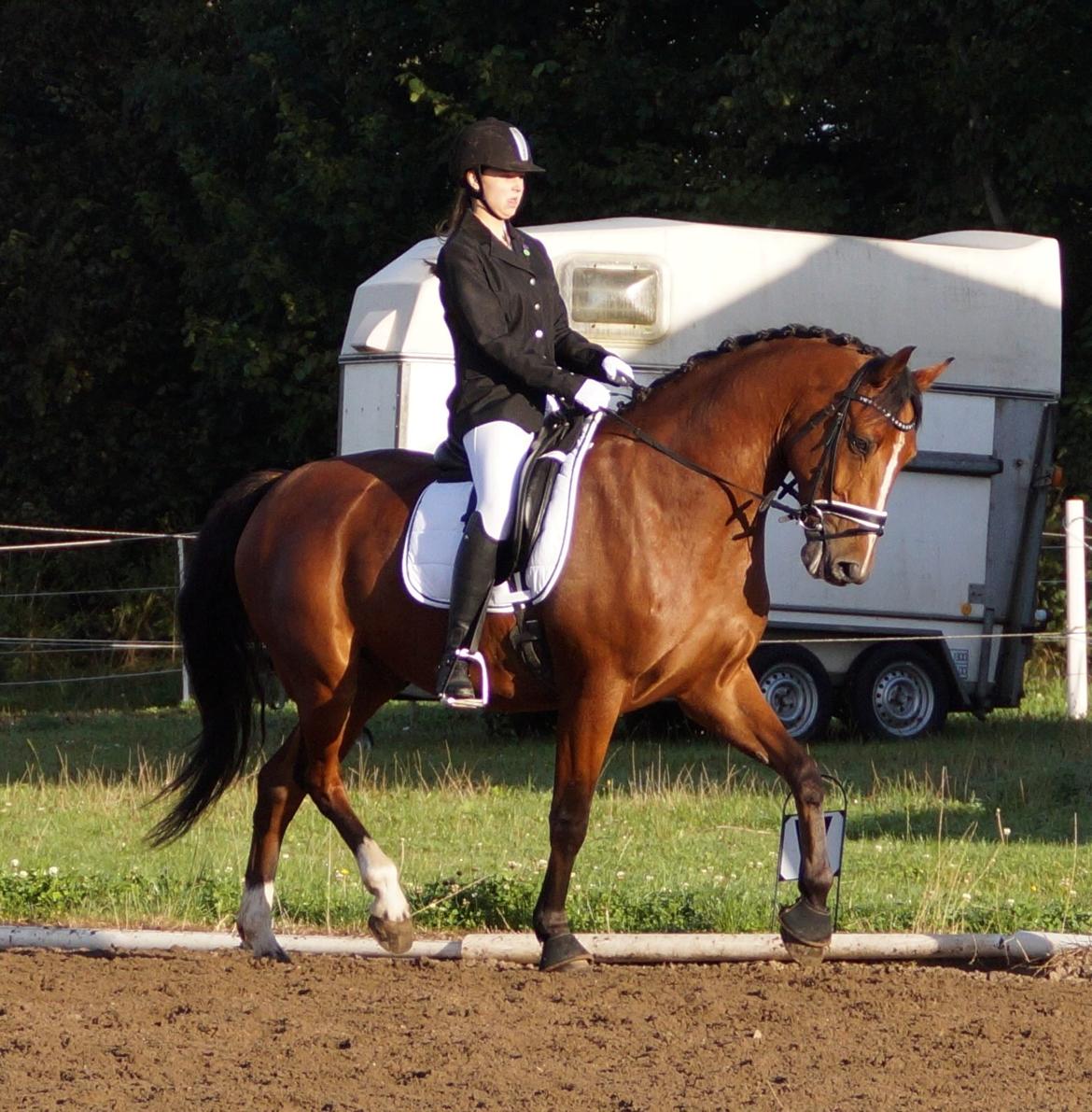 Dansk Varmblod Westergaardens Lucky Star billede 11