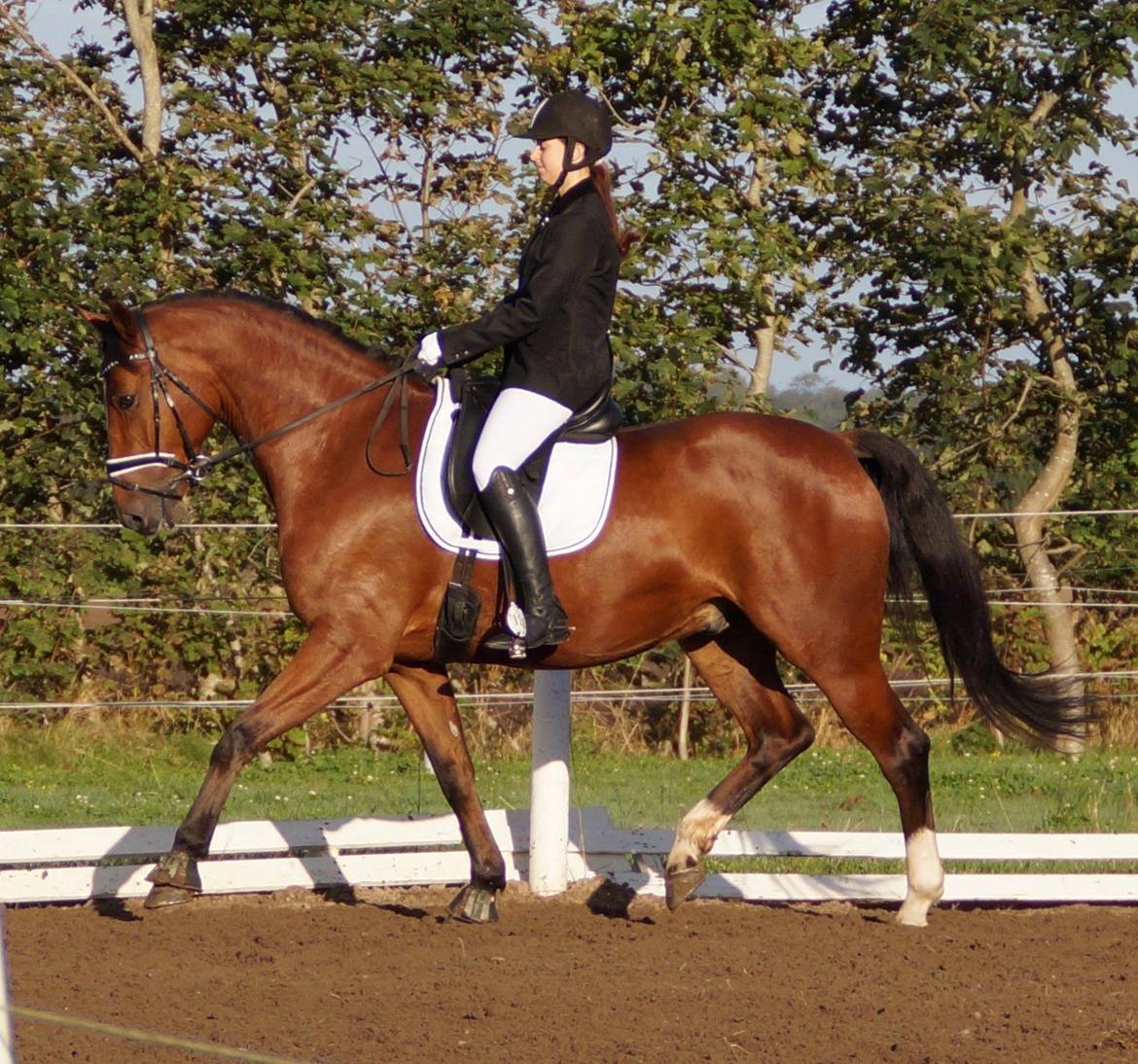 Dansk Varmblod Westergaardens Lucky Star billede 8