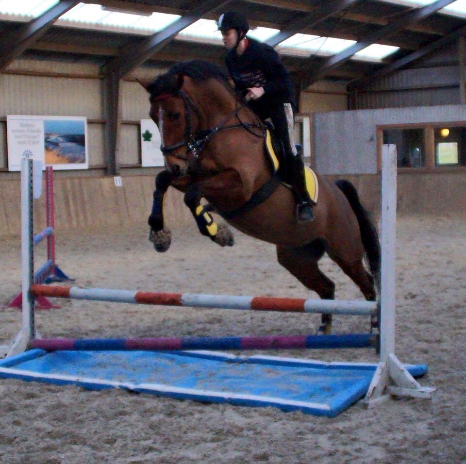 Dansk Varmblod Westergaardens Lucky Star billede 16