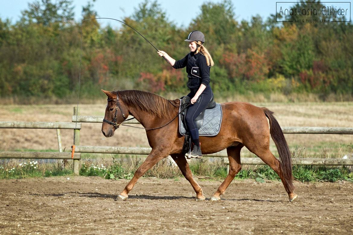 Anden særlig race Spirit billede 6