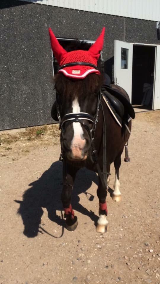 Anden særlig race Silver - Sommer, varmt at ride :) billede 4