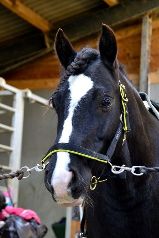 Anden særlig race Silver - Min smukkeset Sild <3 billede 3