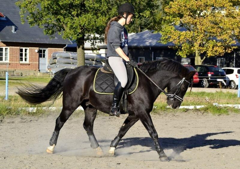 Anden særlig race Silver - Dressur igen ;) billede 10