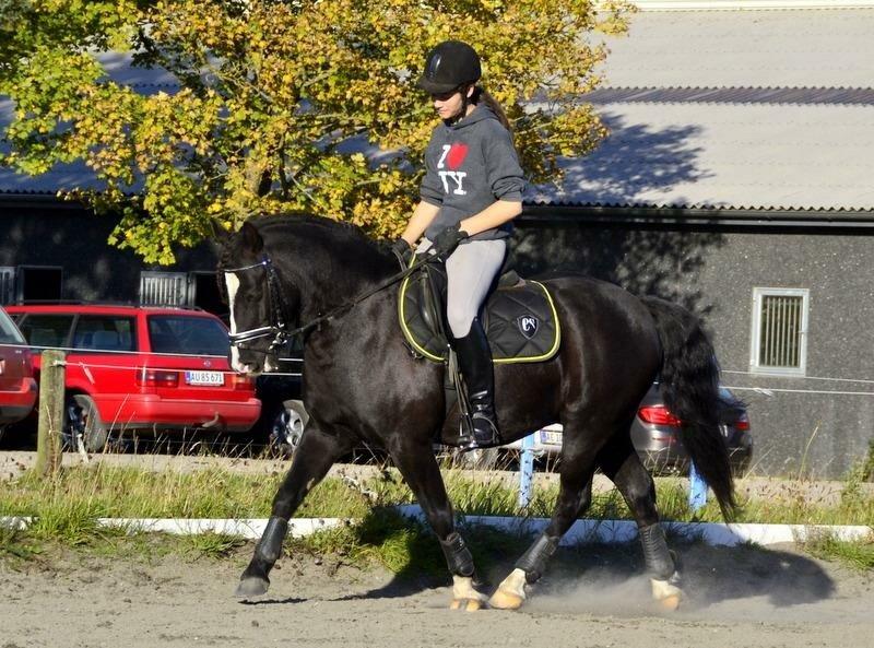 Anden særlig race Silver - Dressurtræning <3 billede 7