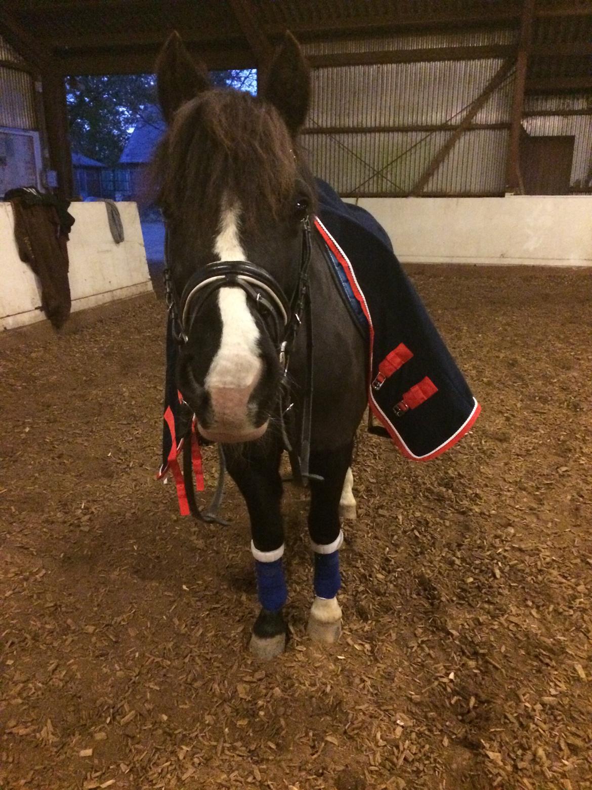 Anden særlig race Silver - Lækkert med nyt udstyr <3 billede 11