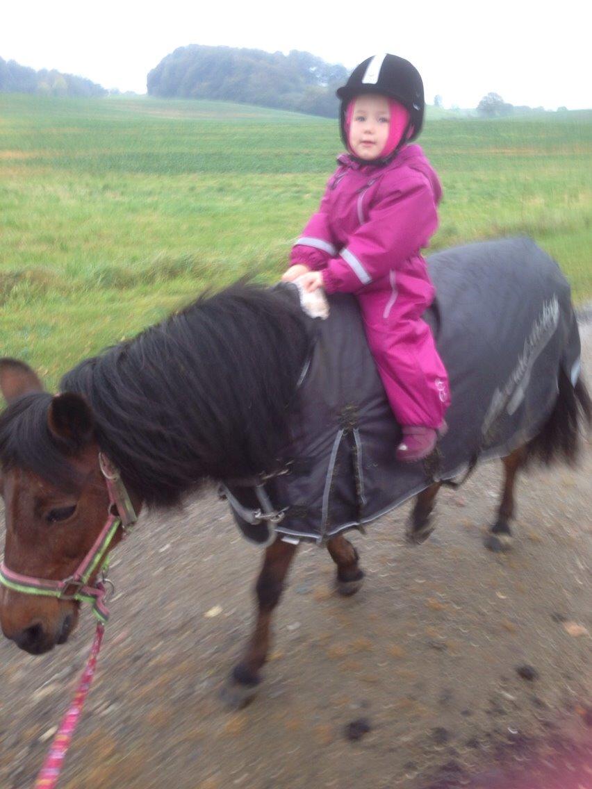 Anden særlig race Sjoko ( sjocho ) billede 18