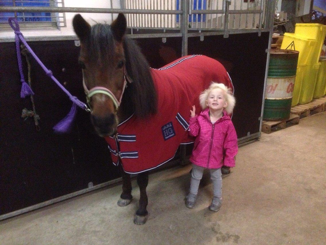 Anden særlig race Sjoko ( sjocho ) billede 20