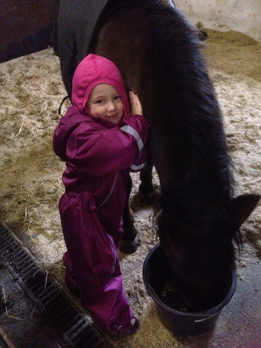 Anden særlig race Sjoko ( sjocho ) billede 19