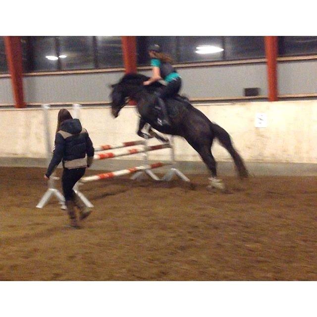 Oldenborg Højskovens Tinto  - Springundervisning hos Cecilie billede 6