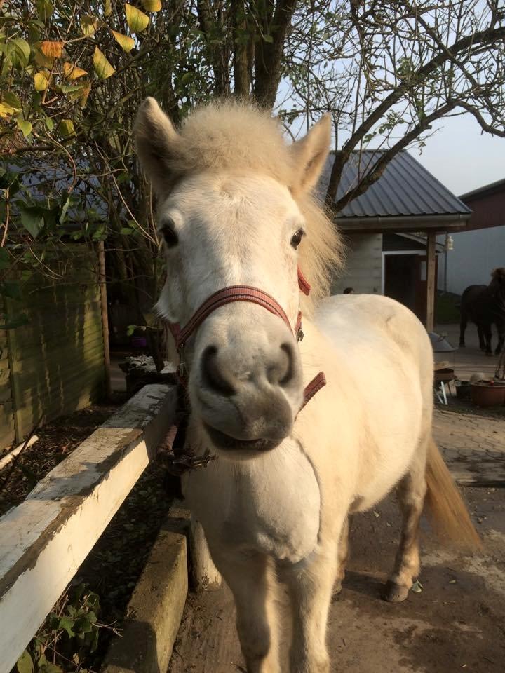 Islænder Svala fra stald kyhl billede 1