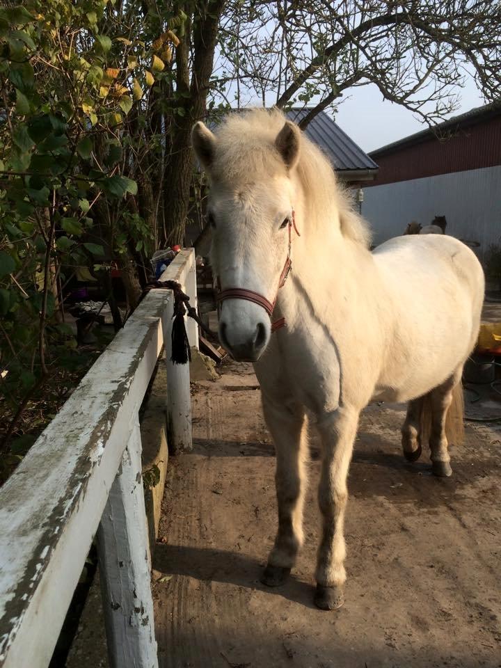Islænder Svala fra stald kyhl billede 11