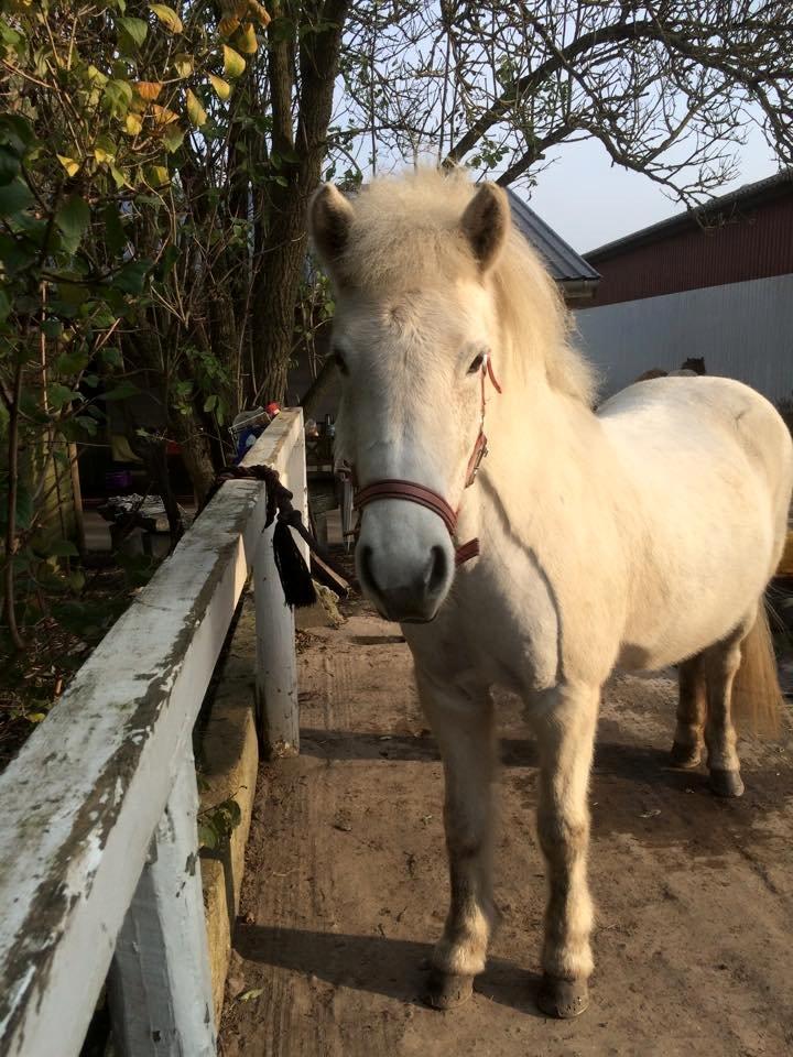 Islænder Svala fra stald kyhl billede 13