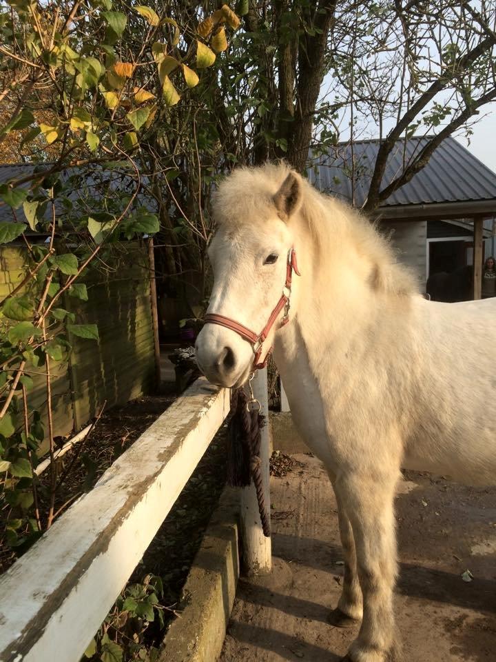 Islænder Svala fra stald kyhl billede 12