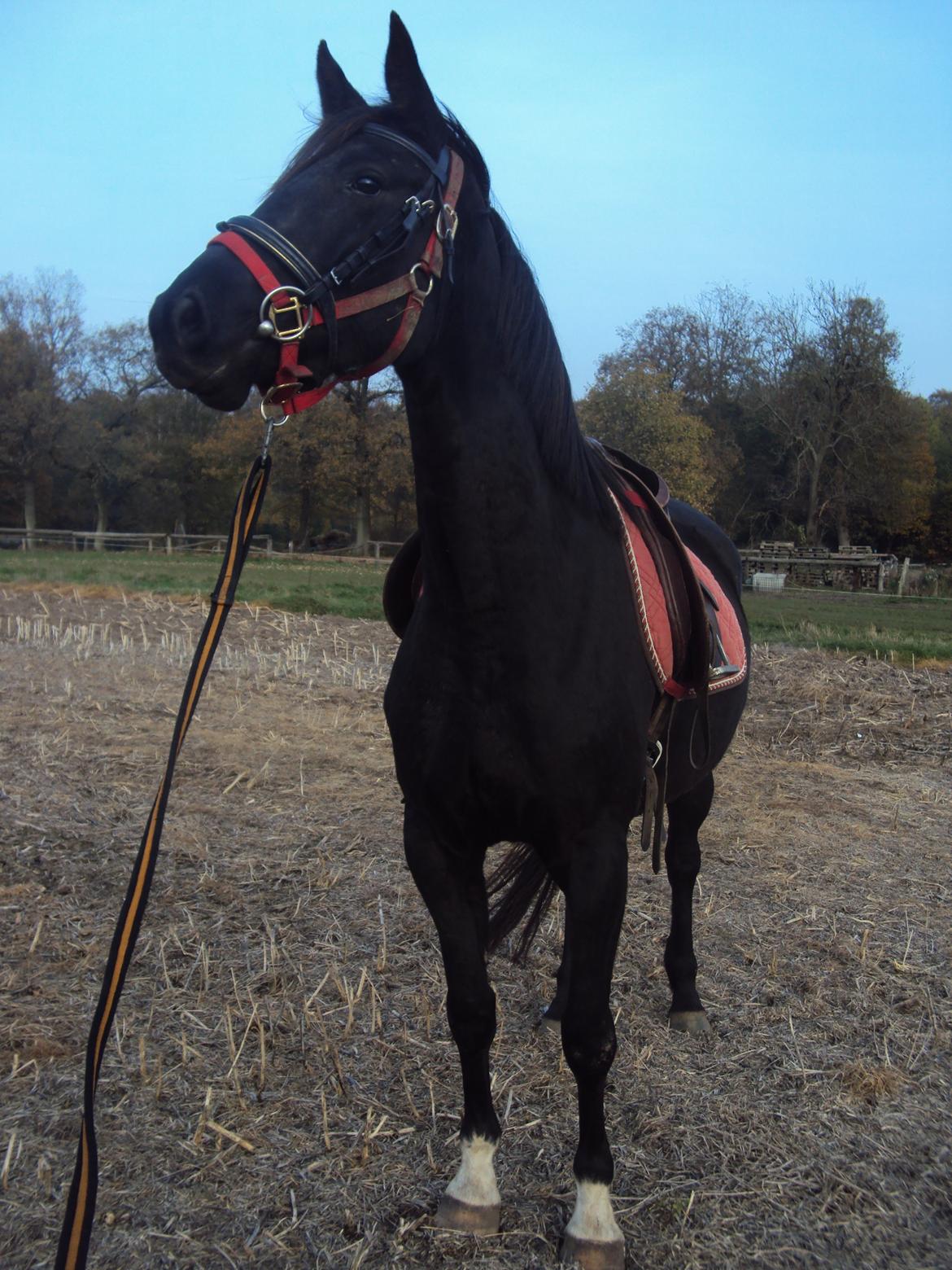 Anden særlig race Agetha billede 2