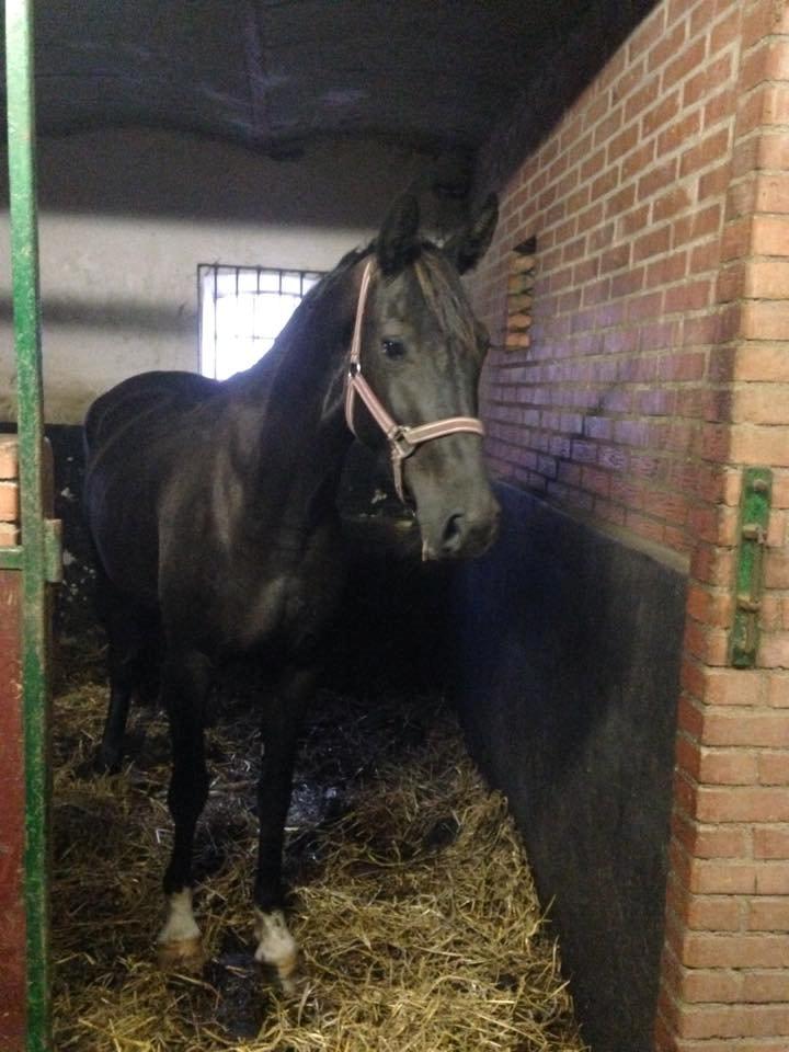 Anden særlig race Agetha billede 6