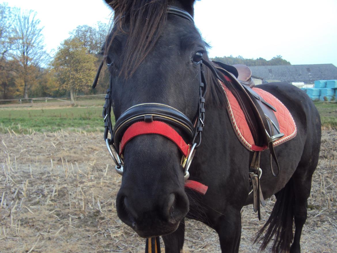 Anden særlig race Agetha billede 9