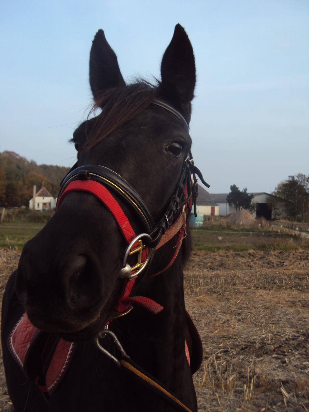 Anden særlig race Agetha billede 12