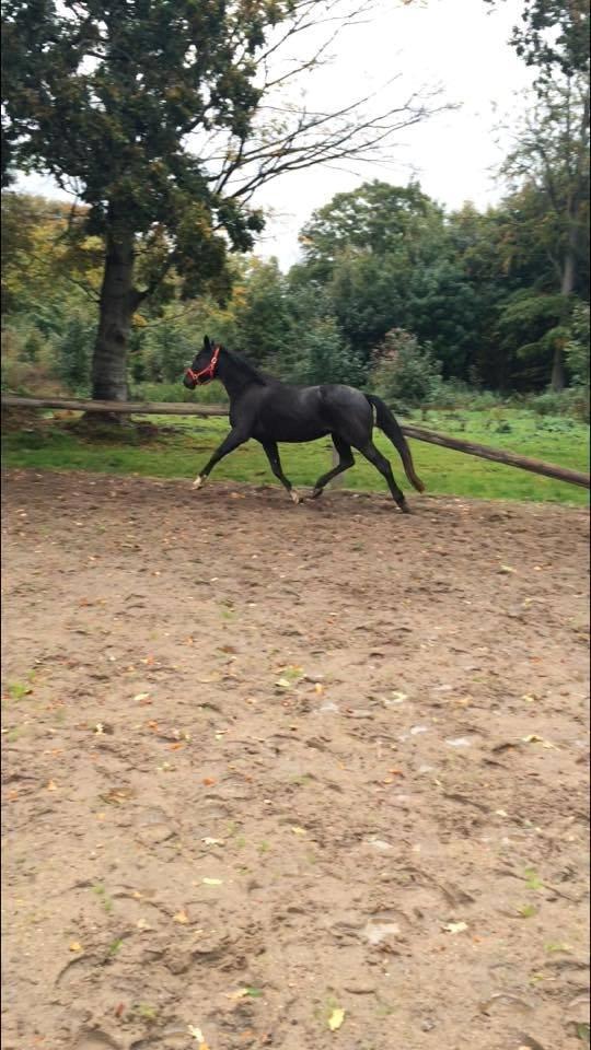 Anden særlig race Agetha billede 4