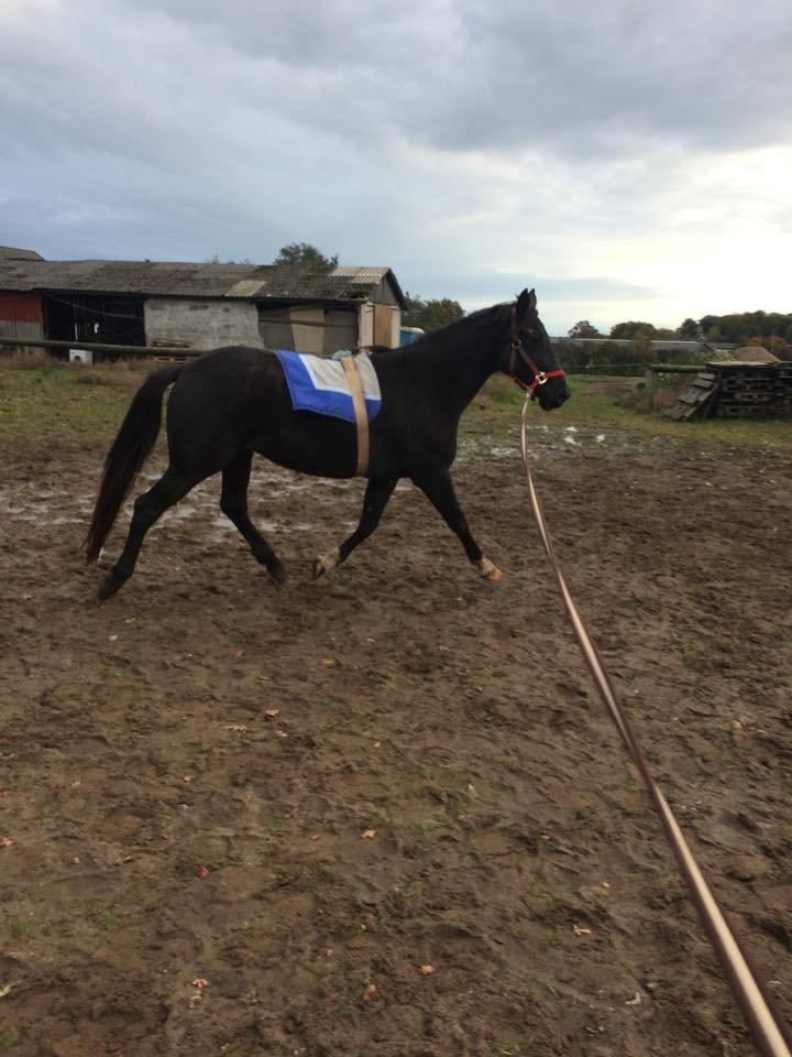 Anden særlig race Agetha billede 10