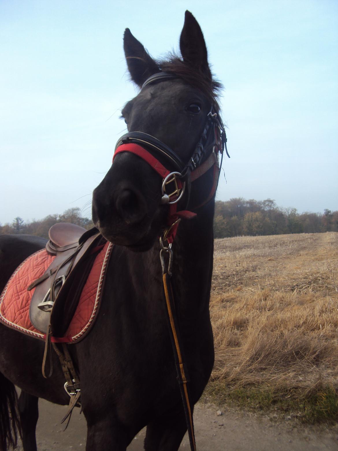 Anden særlig race Agetha billede 5