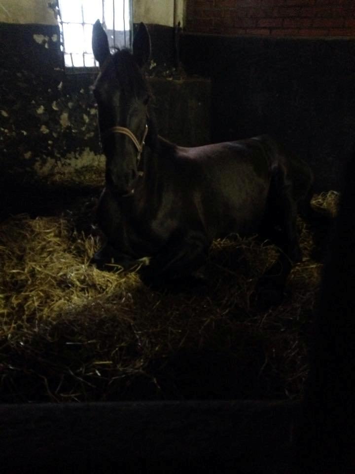 Anden særlig race Agetha billede 13