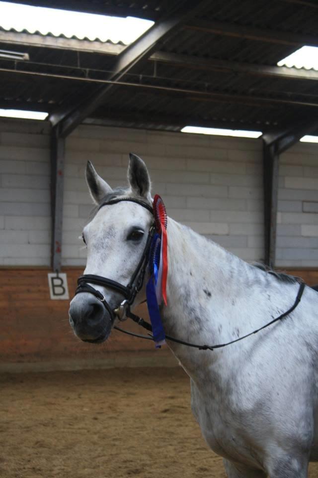 Anden særlig race Karisma billede 6