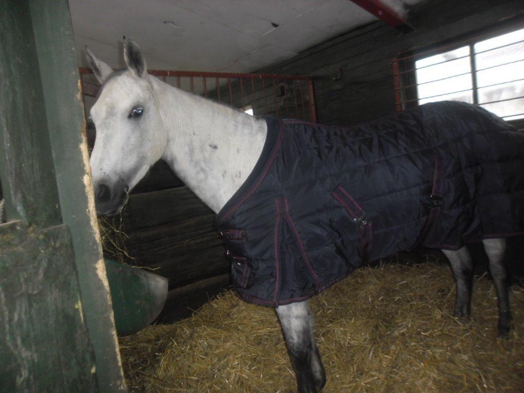 Anden særlig race Karisma billede 11