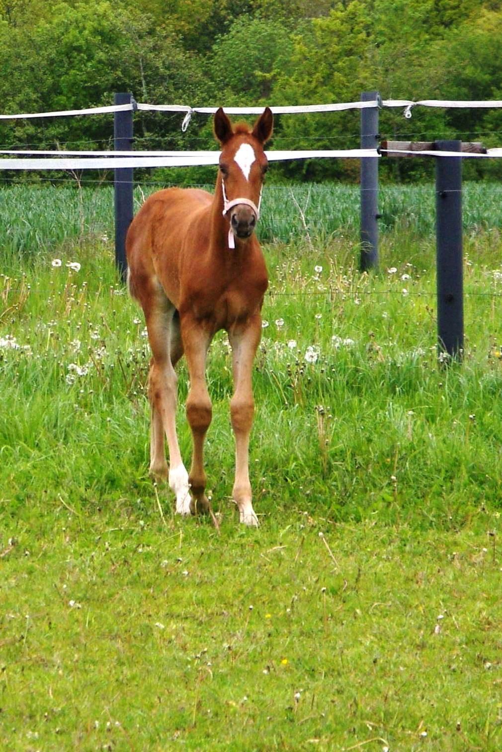 Dansk Varmblod Perfect match scarlett billede 6