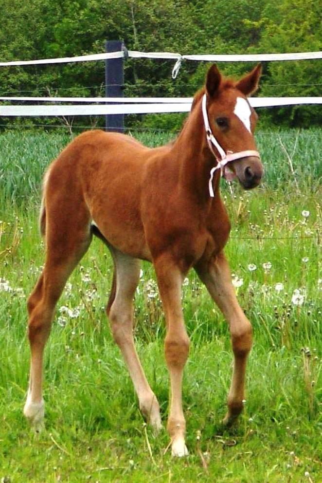 Dansk Varmblod Perfect match scarlett billede 8