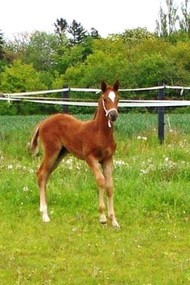 Dansk Varmblod Perfect match scarlett billede 7