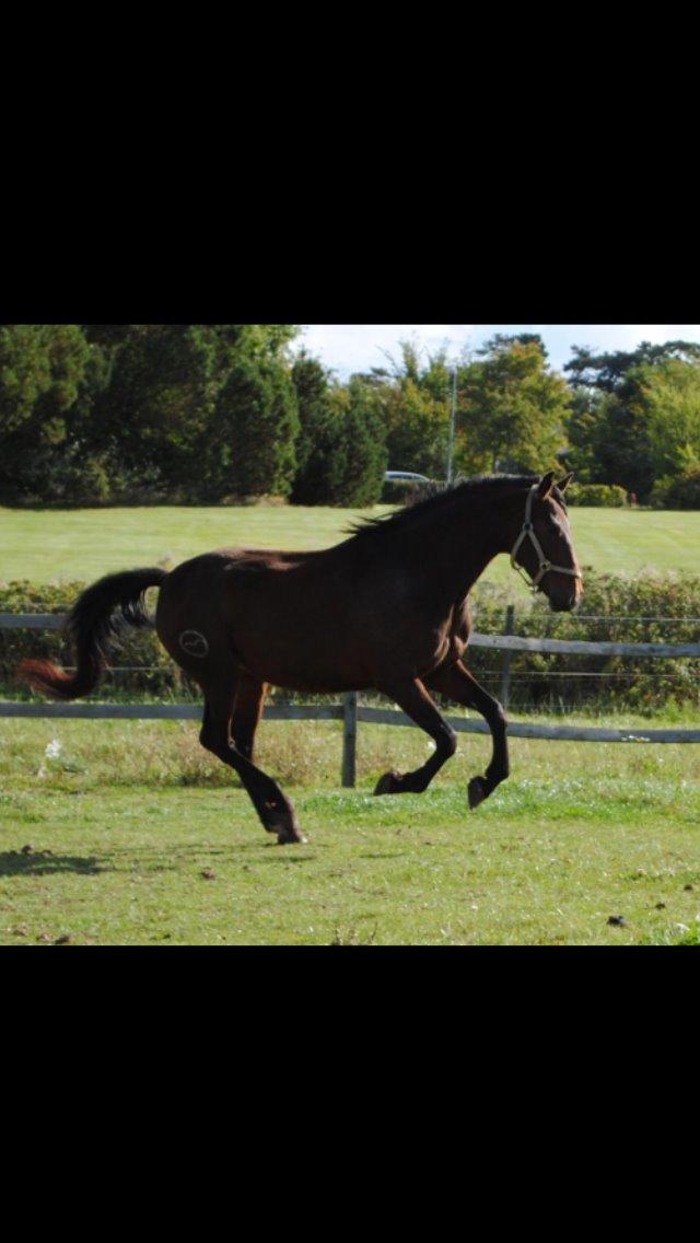 Pura Raza Española • Menta CV •  - lånt af korsmosegård billede 1