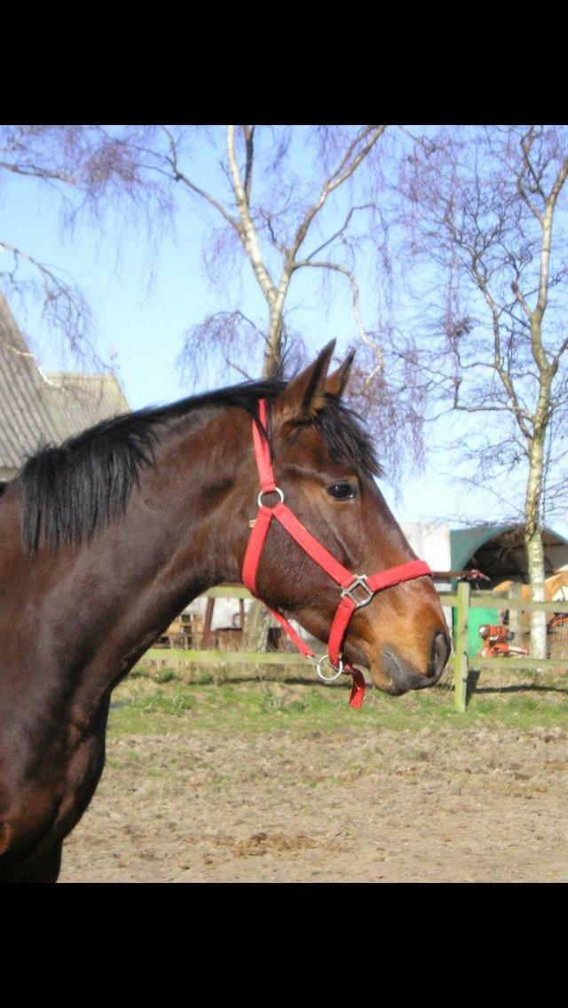 Pura Raza Española • Menta CV •  - lånt af korsmosegård billede 2