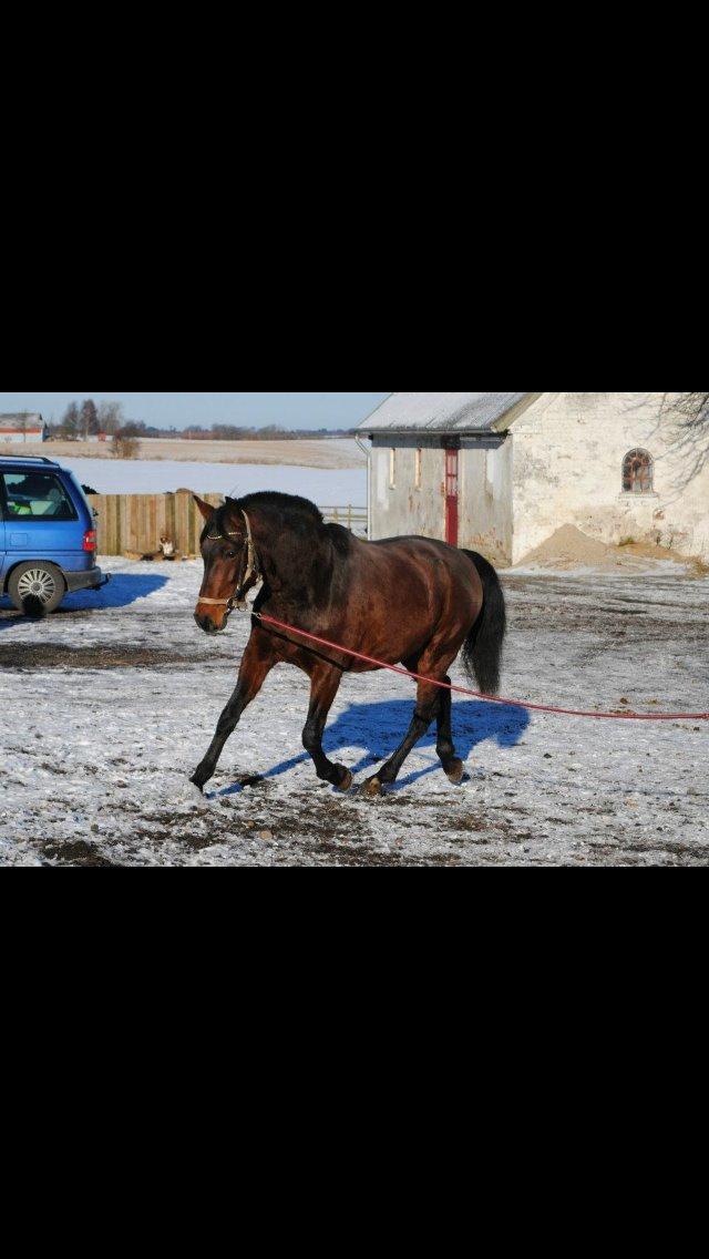 Pura Raza Española • Menta CV •  - lånt af korsmosegård billede 3