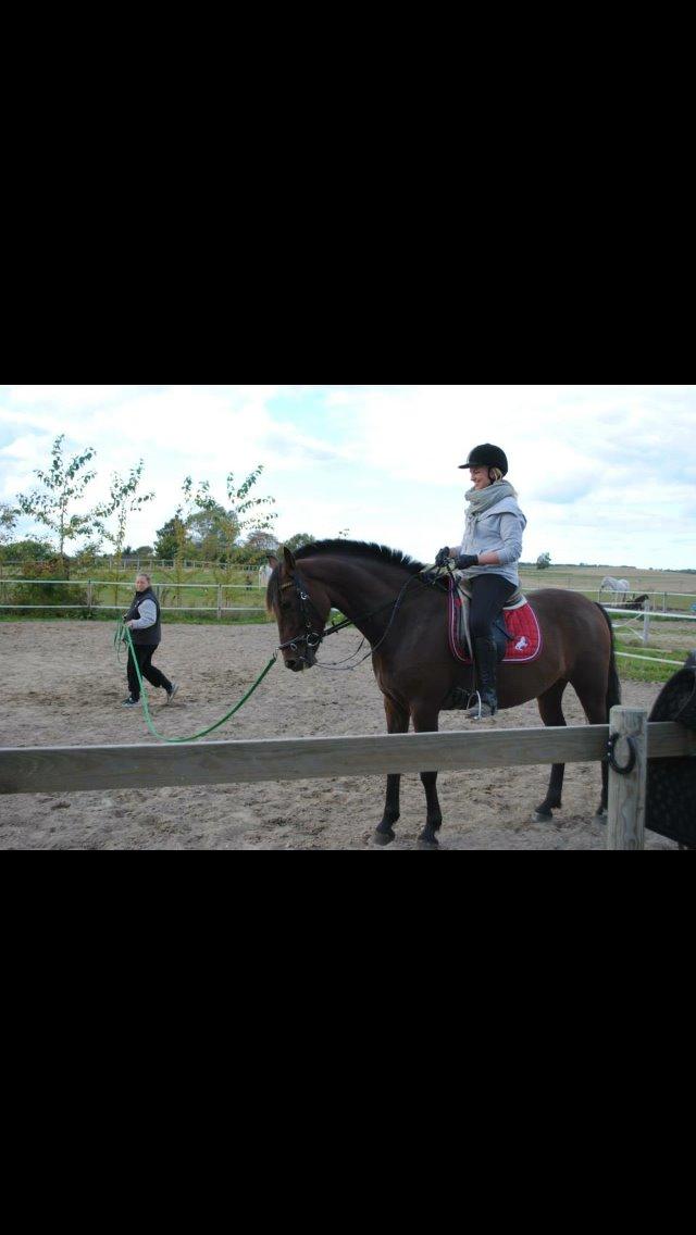 Pura Raza Española • Menta CV •  billede 4