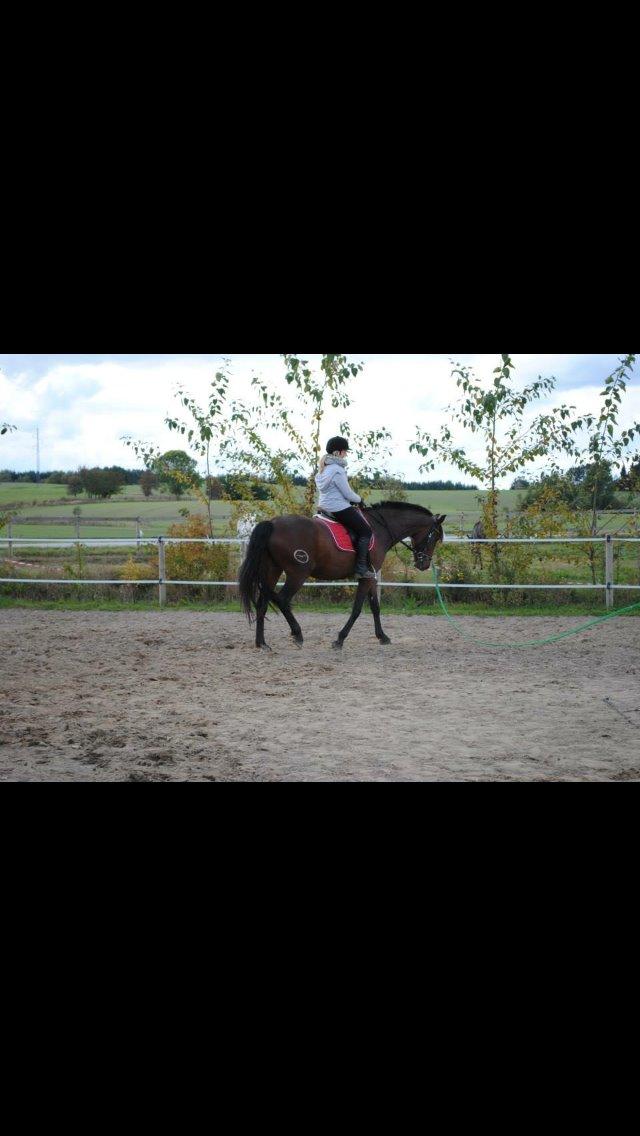 Pura Raza Española • Menta CV •  billede 5