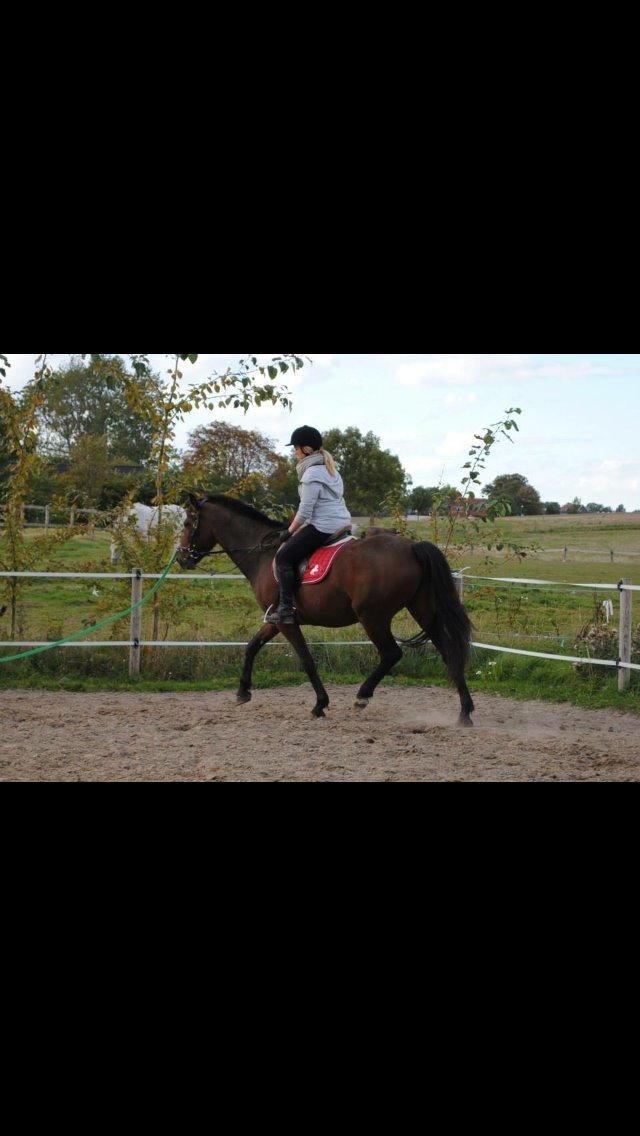 Pura Raza Española • Menta CV •  billede 6