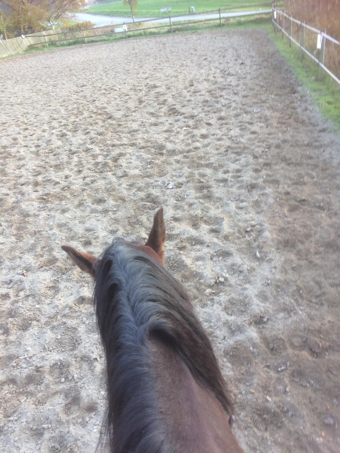 Pura Raza Española • Menta CV •  billede 7