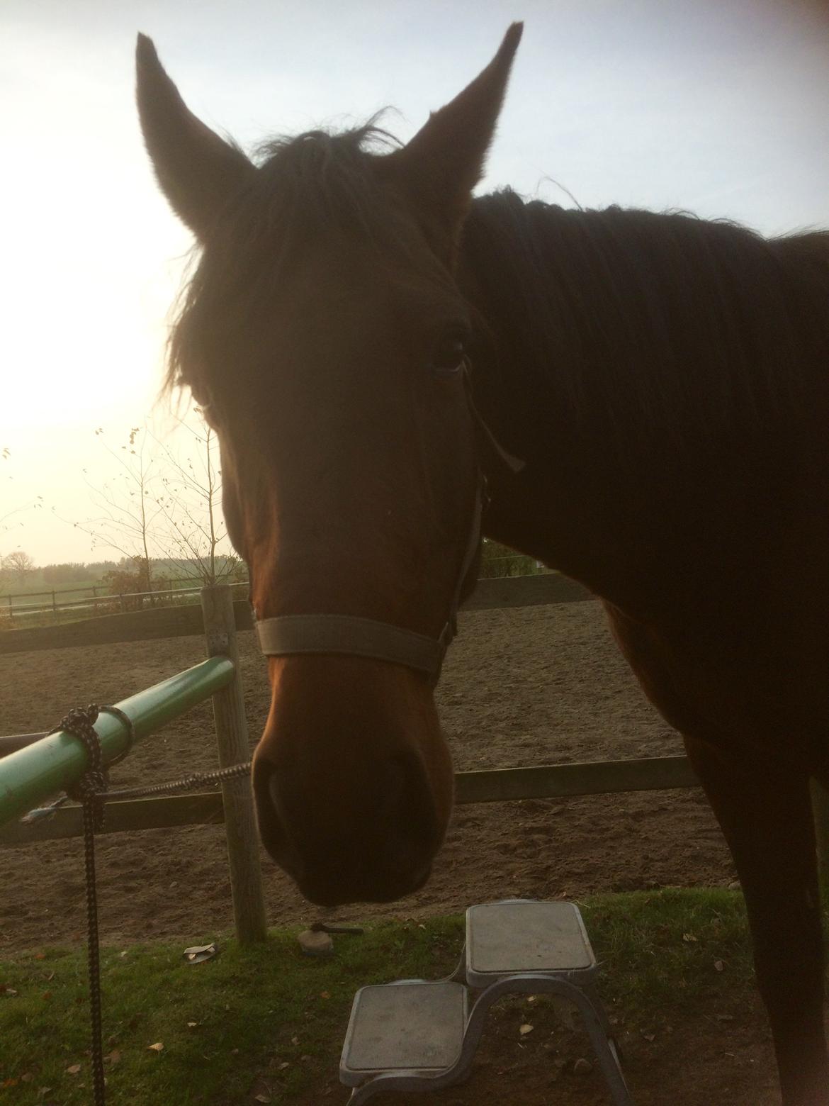 Pura Raza Española • Menta CV •  billede 9