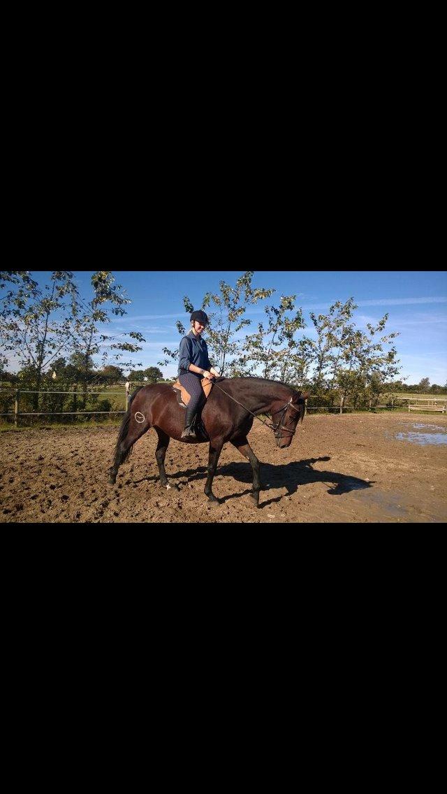 Pura Raza Española • Menta CV •  billede 10