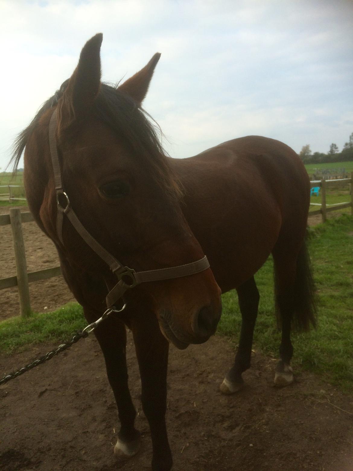 Pura Raza Española • Menta CV •  billede 11