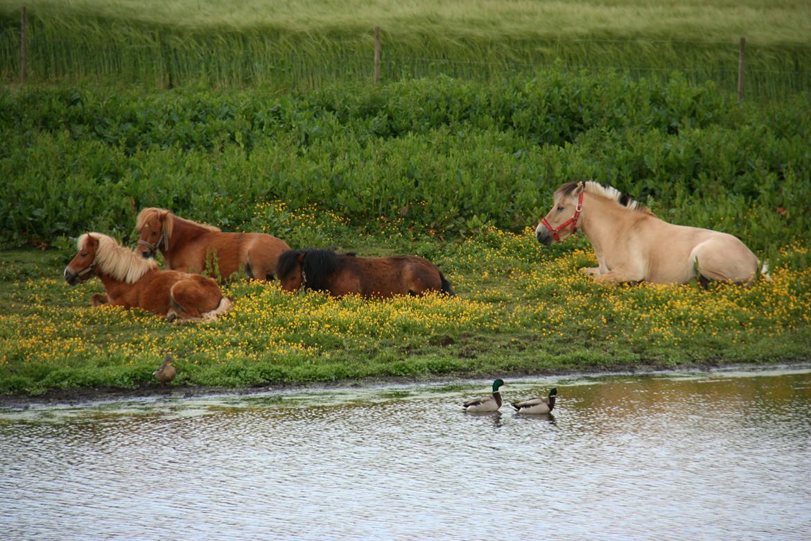 Fjordhest Felicia - Sommer sommer sommer billede 10