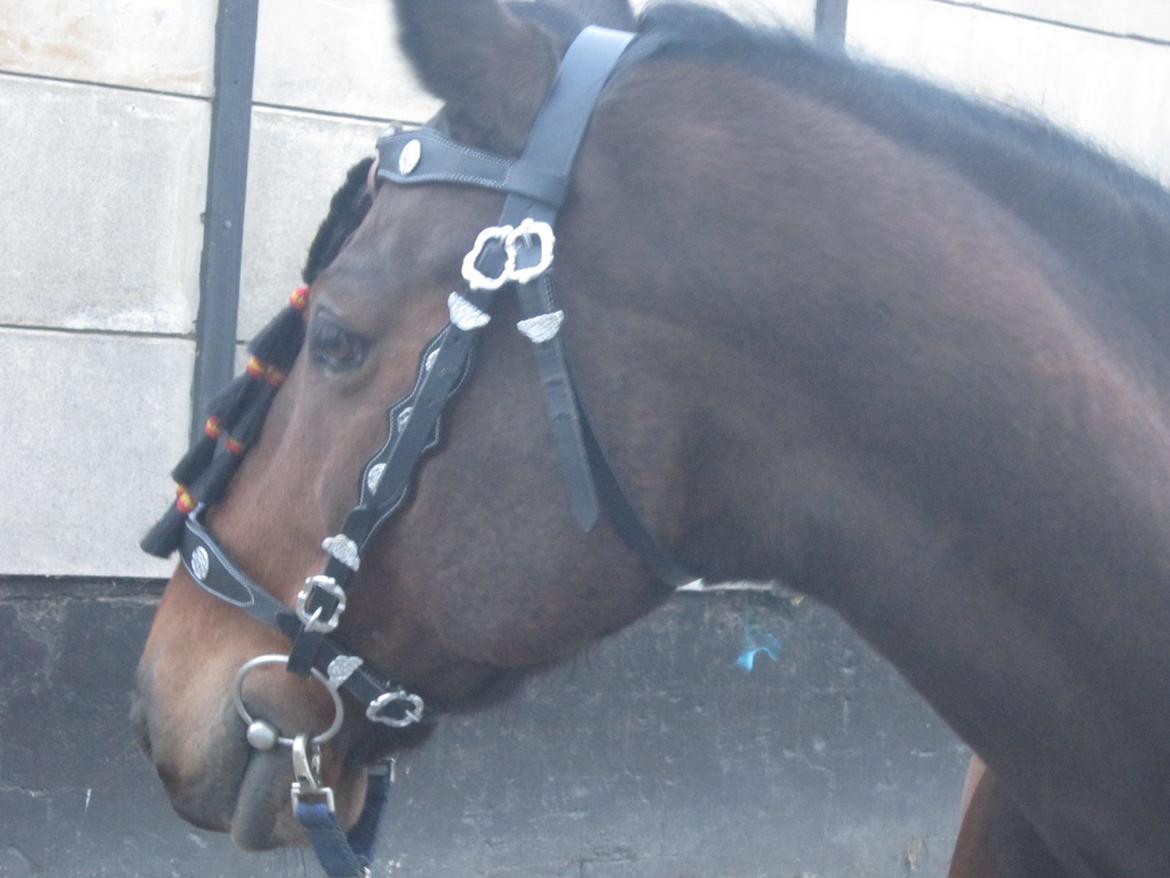 Hollandsk Varmblod Ravel billede 17