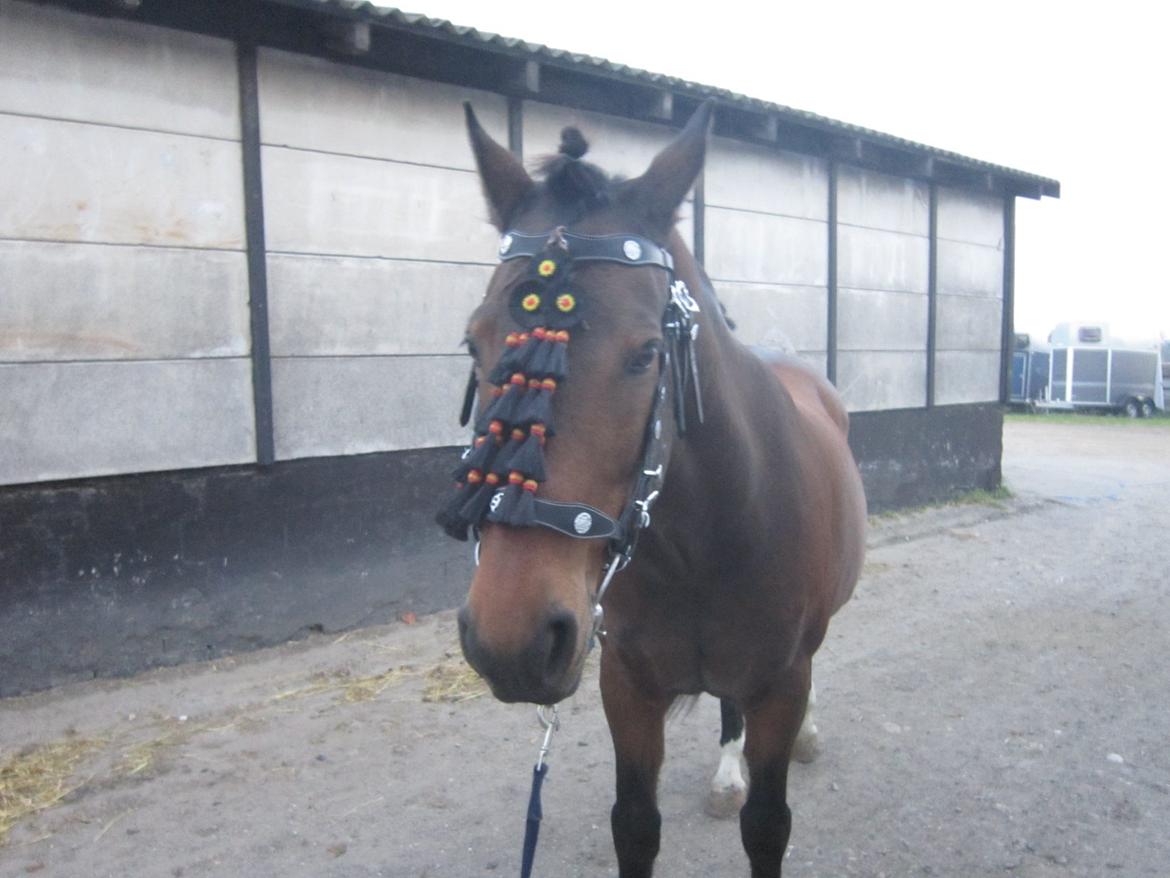 Hollandsk Varmblod Ravel billede 1