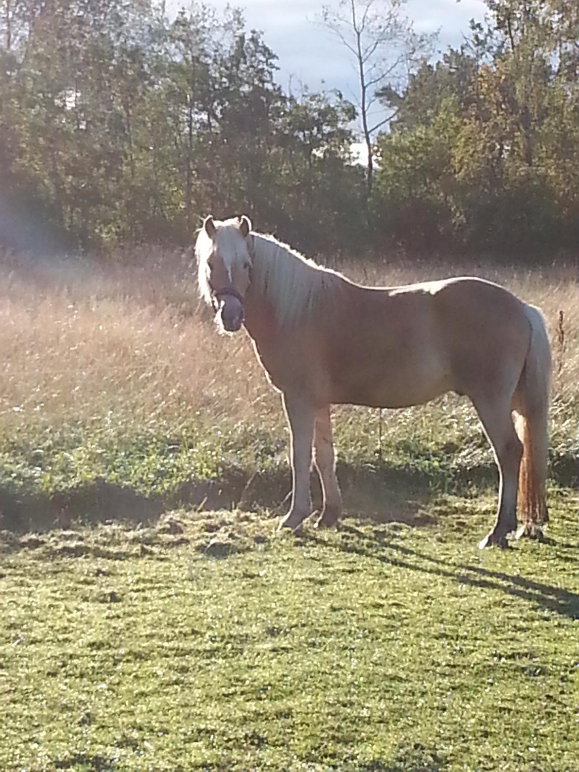 Tyroler Haflinger Walando  billede 22