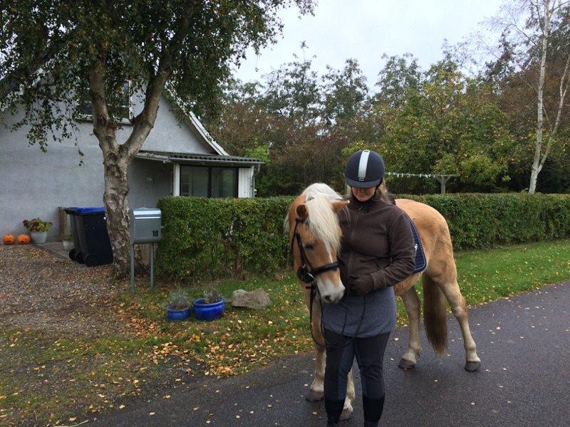 Tyroler Haflinger Walando  billede 25