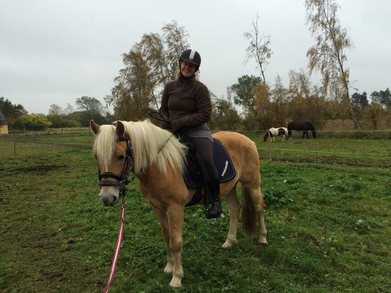 Tyroler Haflinger Walando  billede 26