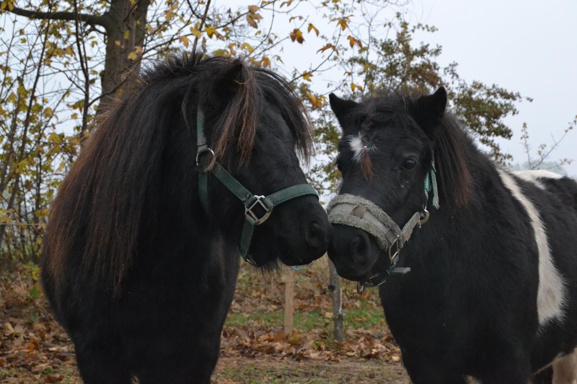 Dansk Miniature Legatgårdens Bechamel billede 7