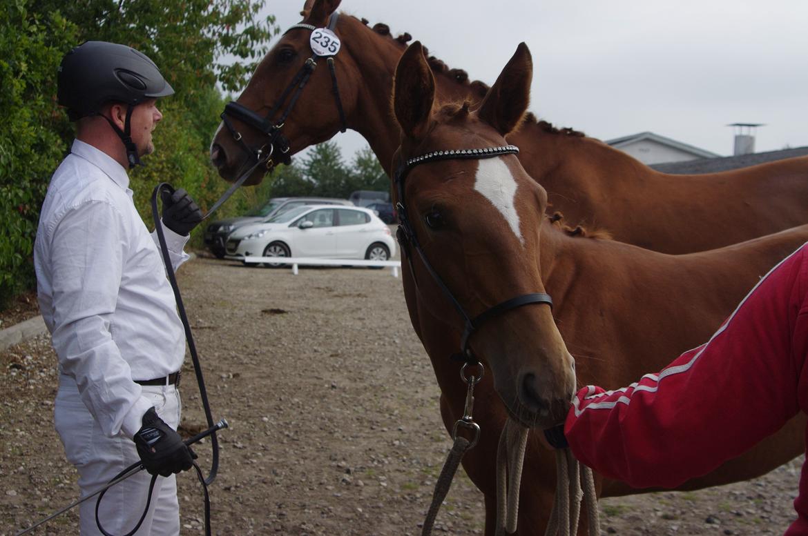 Dansk Varmblod Perfect match scarlett billede 5