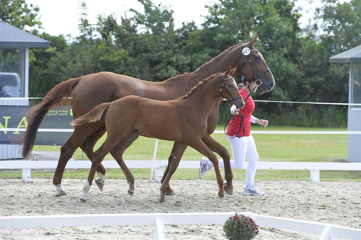 Dansk Varmblod Perfect match scarlett billede 2